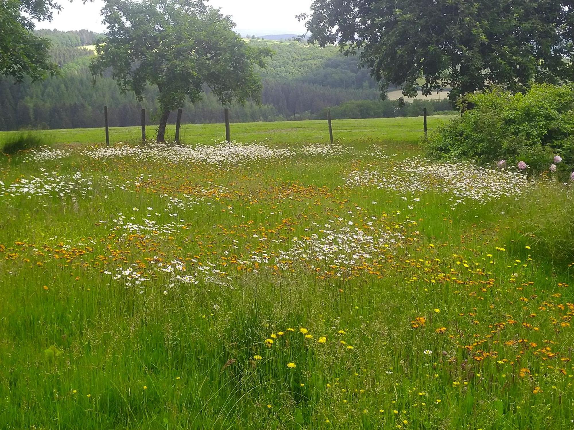 EuscheidUrlaub Mit Hund Auf Dem Bauernhof Hofswaldアパートメント エクステリア 写真