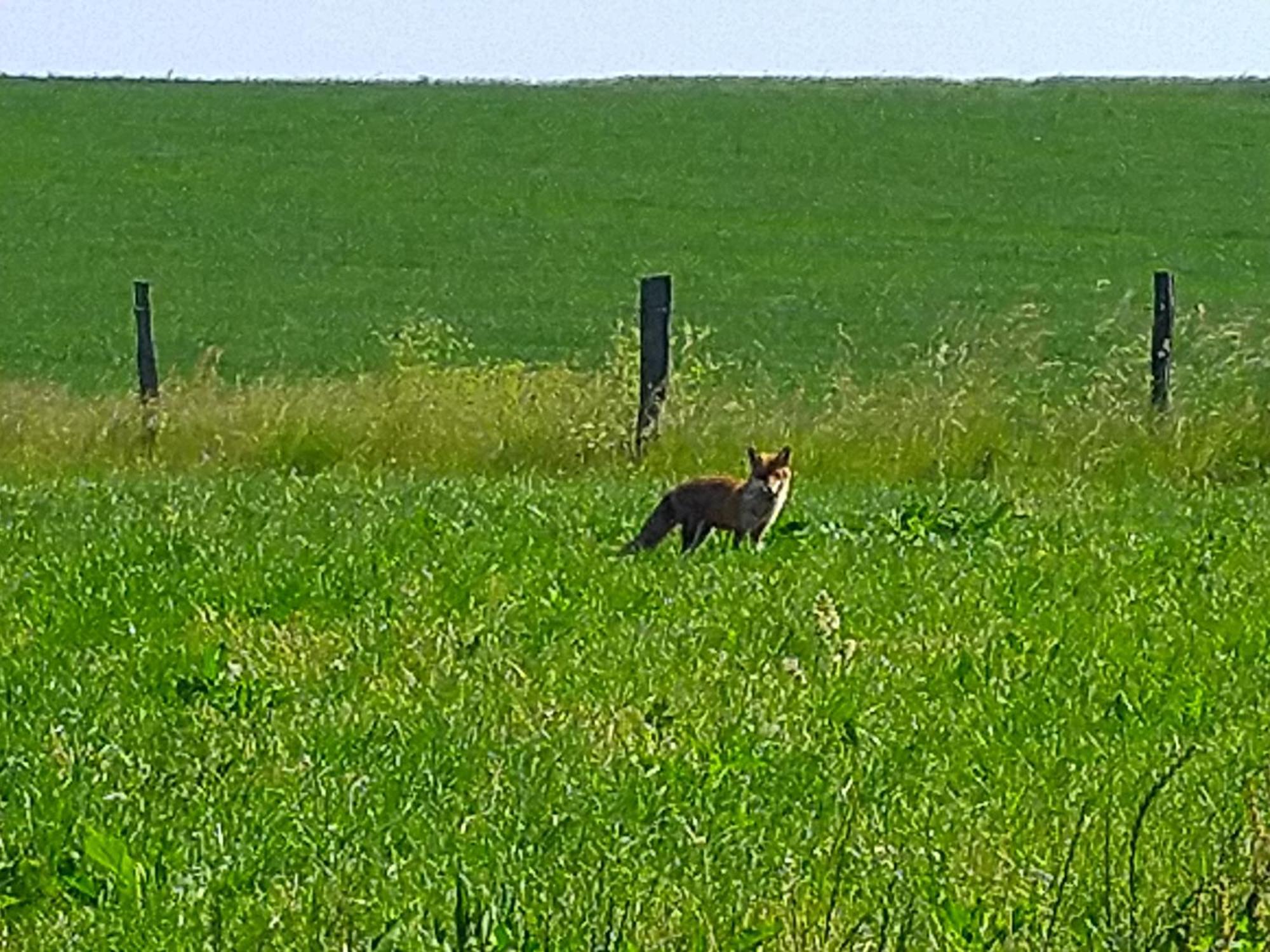 EuscheidUrlaub Mit Hund Auf Dem Bauernhof Hofswaldアパートメント エクステリア 写真