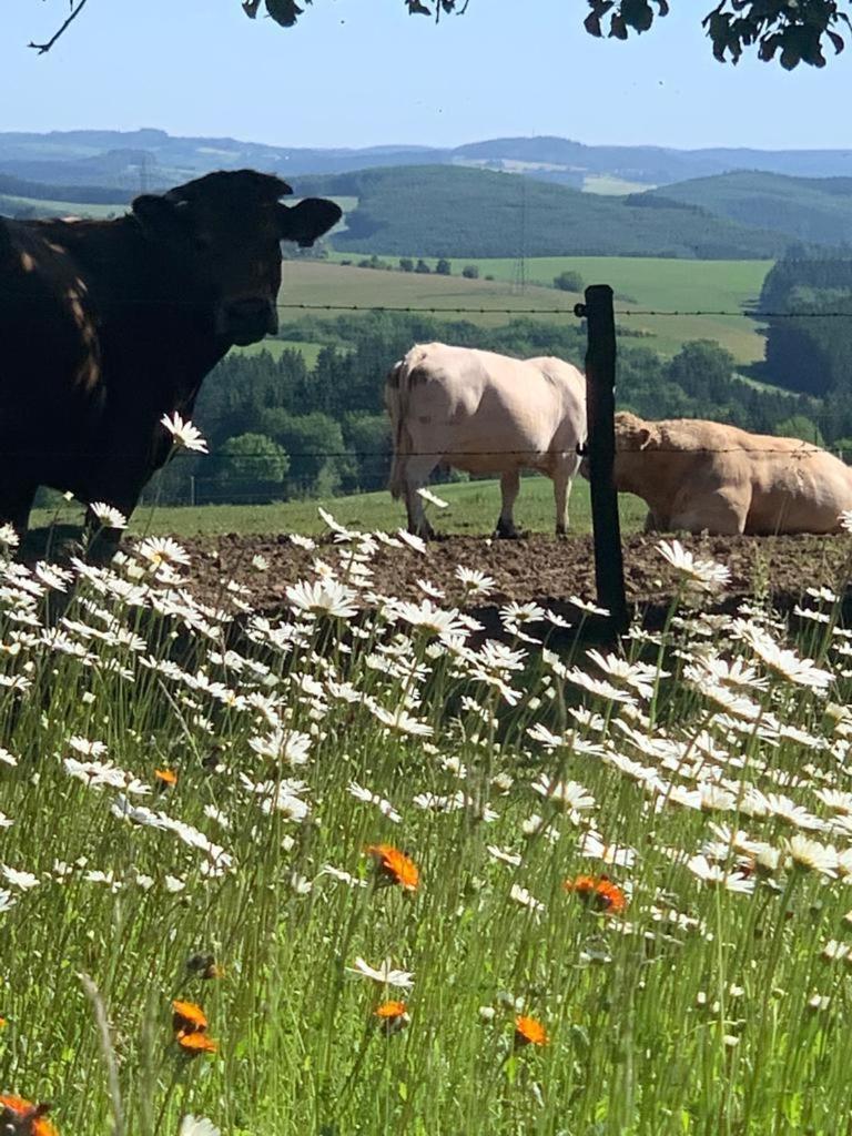 EuscheidUrlaub Mit Hund Auf Dem Bauernhof Hofswaldアパートメント エクステリア 写真