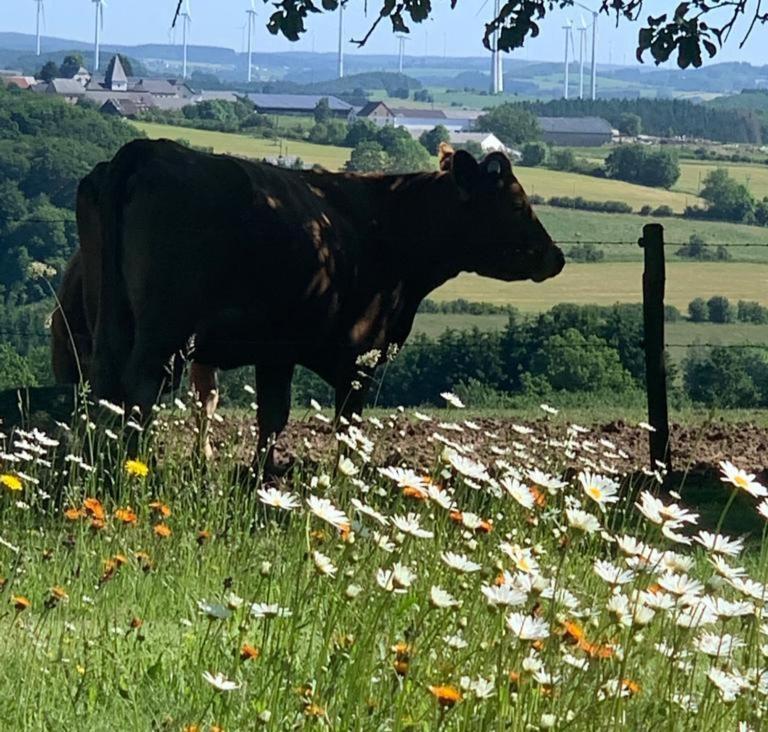 EuscheidUrlaub Mit Hund Auf Dem Bauernhof Hofswaldアパートメント エクステリア 写真