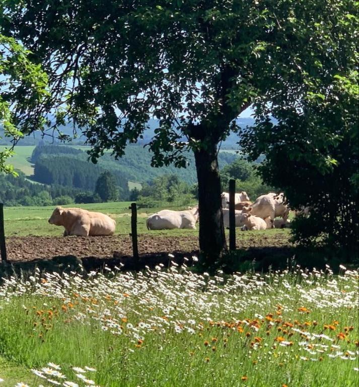 EuscheidUrlaub Mit Hund Auf Dem Bauernhof Hofswaldアパートメント エクステリア 写真