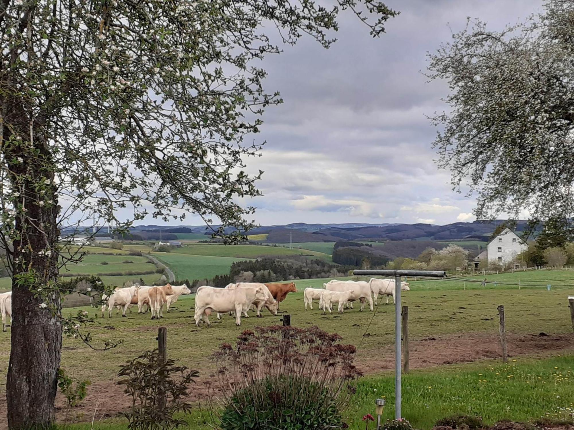 EuscheidUrlaub Mit Hund Auf Dem Bauernhof Hofswaldアパートメント エクステリア 写真