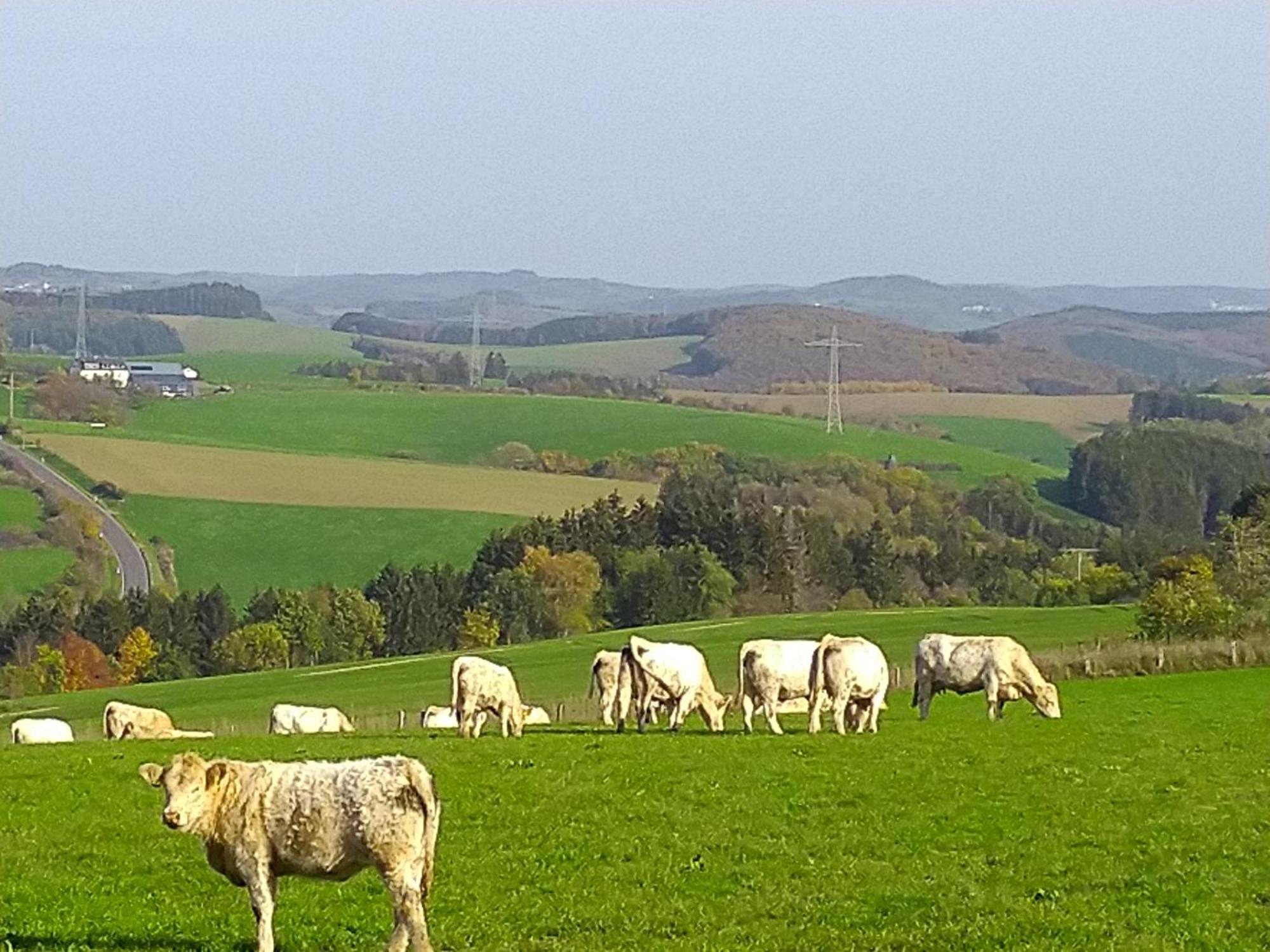 EuscheidUrlaub Mit Hund Auf Dem Bauernhof Hofswaldアパートメント エクステリア 写真