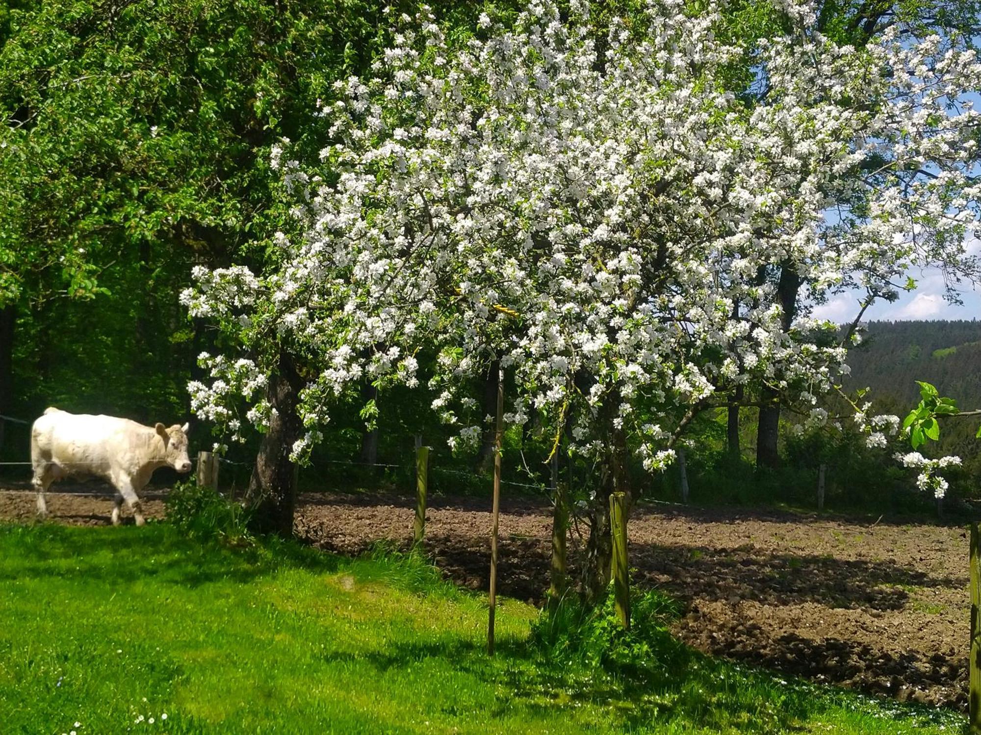 EuscheidUrlaub Mit Hund Auf Dem Bauernhof Hofswaldアパートメント エクステリア 写真
